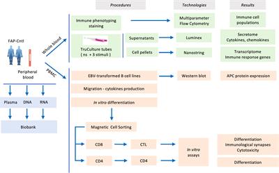 T cell migration and effector function differences in familial adenomatous polyposis patients with APC gene mutations